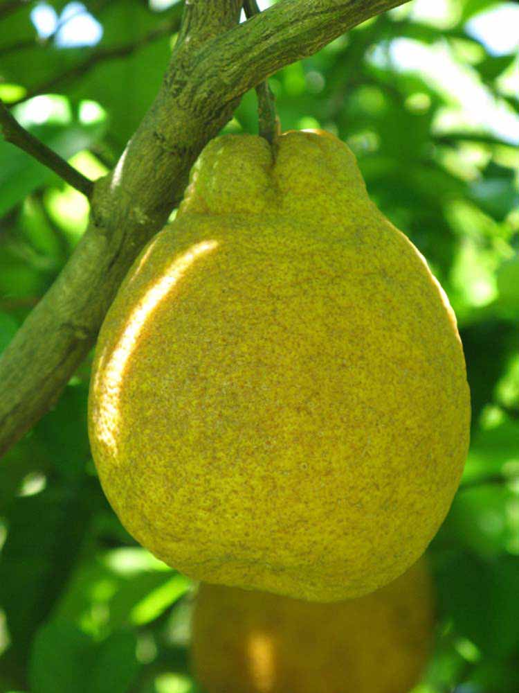            Fruit of  Citrus sulcata        (Sanbokan,   Winter Haven, FL)   